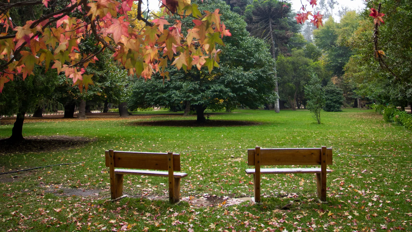 Dos bancas de madera en un prado del Jardín, bajo un árbol de hojas rojizas en otoño