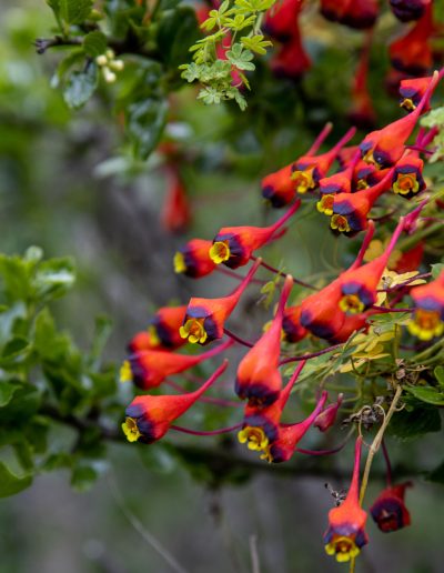 Flores tubulares rojas y amarillas colgando de una rama