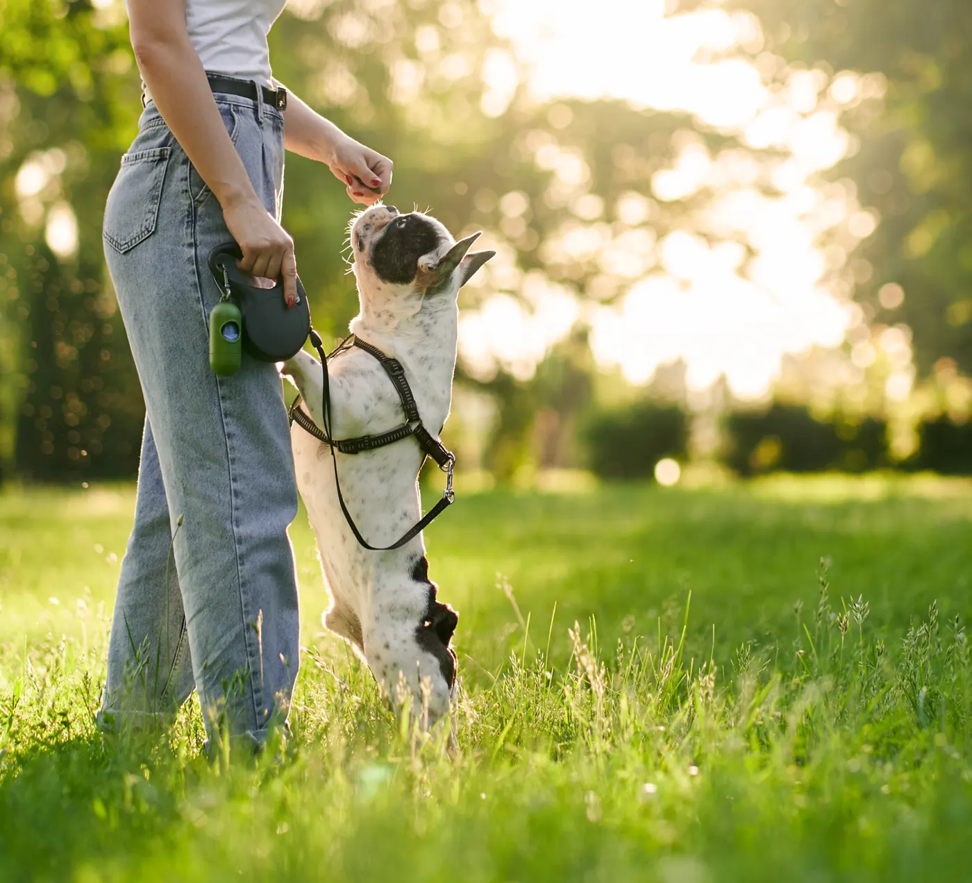 Persona paseando a su perro con correa en un prado
