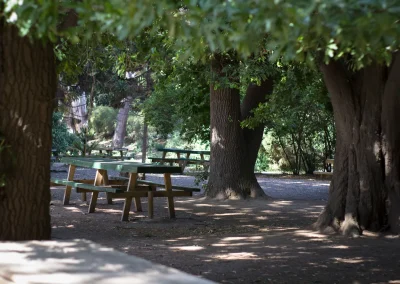 Mesas de picnic verdes bajo la sombra de grandes árboles