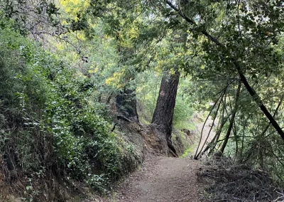 Sendero angosto de tierra entre árboles en el Lote C