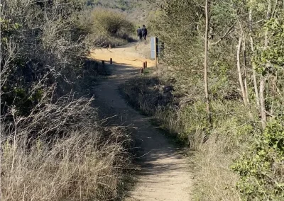 Camino de tierra entre arbustos y eucaliptos en el Lote C